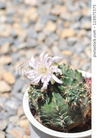 Gymnocalycium ,Gymnocalycium mihanovichii or gymnocalycium mihanovichii variegated with flower or cactus flower Gymnocalycium ,Gymnocalycium mihanovichii or gymnocalycium mihanovichii variegated with flower or cactus flower 128975375
