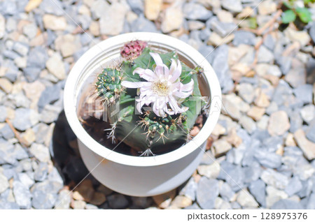 Gymnocalycium ,Gymnocalycium mihanovichii or gymnocalycium mihanovichii variegated with flower or cactus flower Gymnocalycium ,Gymnocalycium mihanovichii or gymnocalycium mihanovichii variegated with flower or cactus flower 128975376