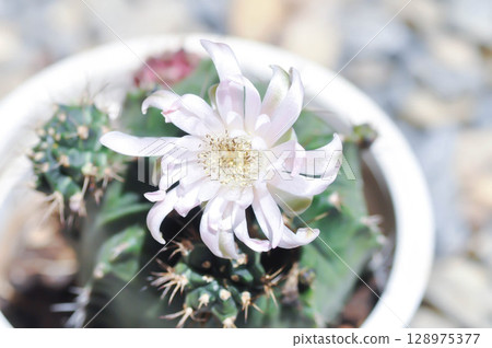 Gymnocalycium ,Gymnocalycium mihanovichii or gymnocalycium mihanovichii variegated with flower or cactus flower 128975377