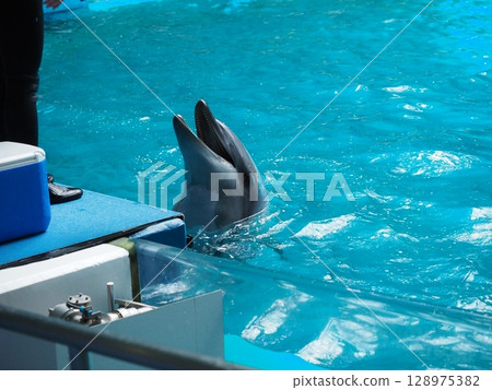 海豚在水族館的水池裡嬉戲 海豚在水族館的水池裡嬉戲 128975382