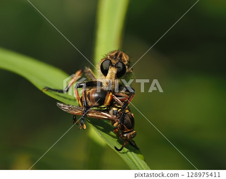 鹽屋捕獵紙蜂② 128975411