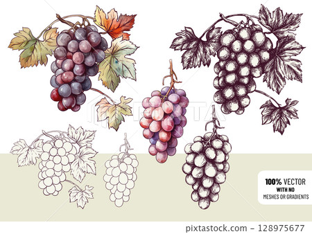 Vector illustration of realistic grape clusters 128975677