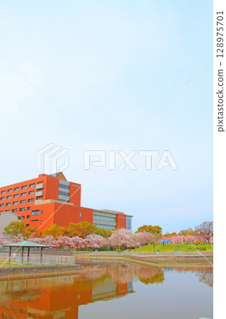 愛知縣名古屋市、名古屋學院大學和盛開的櫻花 128975701
