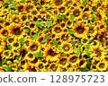 Background material of lots of sunflowers 128975723