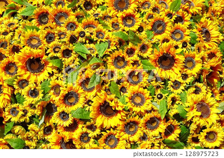 Background material of lots of sunflowers 128975723