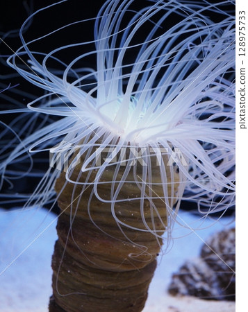 Sea anemone spreading its tentacles 128975733