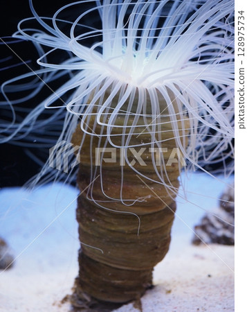 Sea anemone spreading its tentacles Sea anemone spreading its tentacles 128975734