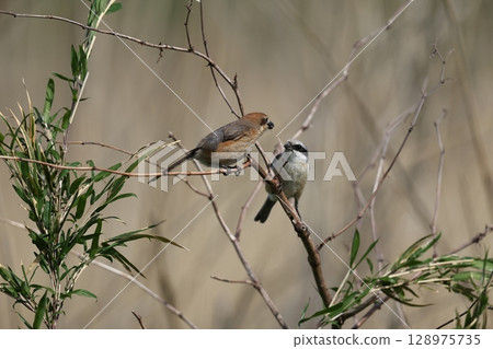 Shrike pair, immediately after courtship feeding 128975735