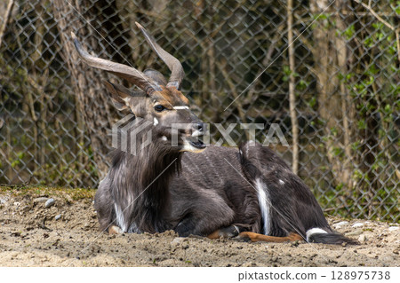 Nyala Antelope - Tragelaphus angasii. Wild life animal. Nyala Antelope - Tragelaphus angasii. Wild life animal. 128975738