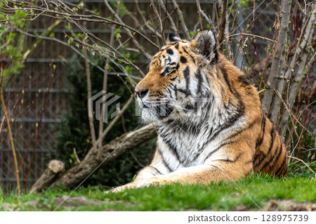 The Siberian tiger,Panthera tigris altaica in a park The Siberian tiger,Panthera tigris altaica in a park 128975739