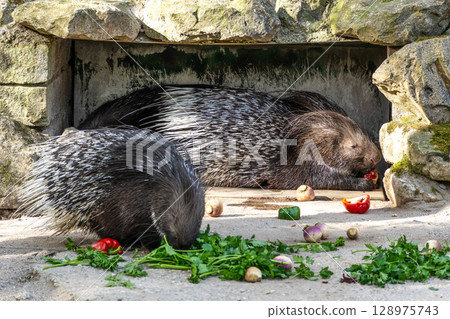 Indian crested Porcupine, Hystrix indica in a german nature park 128975743