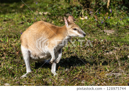 The agile wallaby, Macropus agilis also known as the sandy wallaby The agile wallaby, Macropus agilis also known as the sandy wallaby 128975744