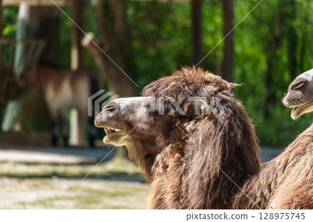 Bactrian camel, Camelus bactrianus in a german park Bactrian camel, Camelus bactrianus in a german park 128975745