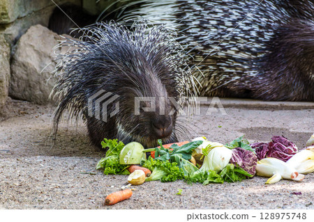 Indian crested Porcupine, Hystrix indica in a german nature park 128975748