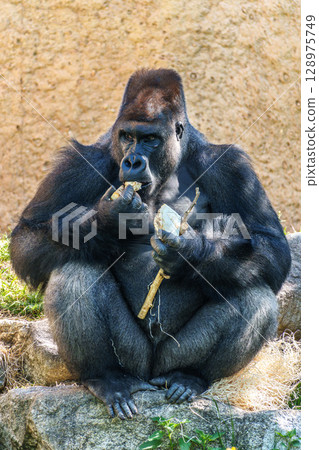 Gorillas are ground-dwelling, predominantly herbivorous apes, Sub-Saharan Africa Gorillas are ground-dwelling, predominantly herbivorous apes, Sub-Saharan Africa 128975749