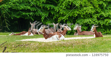 Dama gazelle, Gazella dama mhorr or mhorr gazelle is a species of gazelle Dama gazelle, Gazella dama mhorr or mhorr gazelle is a species of gazelle 128975750