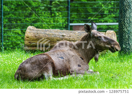 European Moose, Alces alces, also known as the elk 128975751