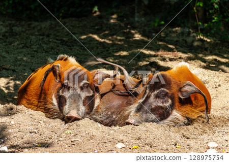 Red river hog, Potamochoerus porcus, also known as the bush pig. Red river hog, Potamochoerus porcus, also known as the bush pig. 128975754