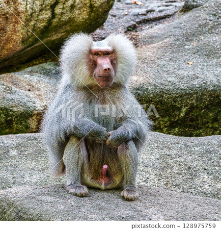 The hamadryas baboon, Papio hamadryas is a species of baboon 128975759