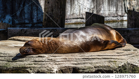 The South American sea lion, Otaria flavescens in the zoo The South American sea lion, Otaria flavescens in the zoo 128975760
