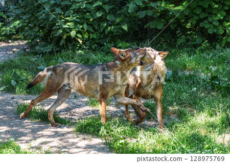 European Grey Wolf, Canis lupus in a german park 128975769