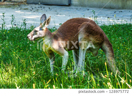 The red kangaroo, Macropus rufus is the largest of all kangaroos and the largest extant marsupial. The red kangaroo, Macropus rufus is the largest of all kangaroos and the largest extant marsupial. 128975772