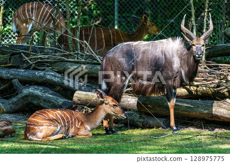 Nyala Antelope - Tragelaphus angasii. Wild life animal. Nyala Antelope - Tragelaphus angasii. Wild life animal. 128975775