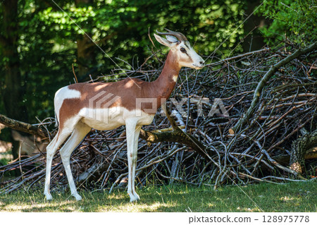 Dama gazelle, Gazella dama mhorr or mhorr gazelle is a species of gazelle 128975778