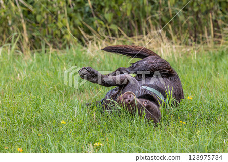 Labrador retriever, Canis lupus familiaris on a grass field. Healthy chocolate brown labrador retriever Labrador retriever, Canis lupus familiaris on a grass field. Healthy chocolate brown labrador retriever 128975784