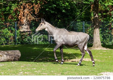 The nilgai or blue cow. Boselaphus tragocamelus is the largest Asian antelope 128975786