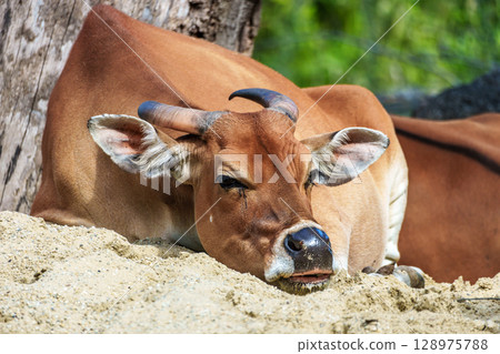 Banteng, Bos javanicus or Red Bull is a type of wild cattle. Banteng, Bos javanicus or Red Bull is a type of wild cattle. 128975788