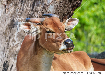 Banteng, Bos javanicus or Red Bull is a type of wild cattle. Banteng, Bos javanicus or Red Bull is a type of wild cattle. 128975789