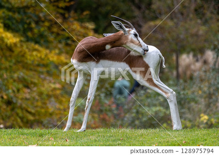 Dama gazelle, Gazella dama mhorr or mhorr gazelle is a species of gazelle Dama gazelle, Gazella dama mhorr or mhorr gazelle is a species of gazelle 128975794