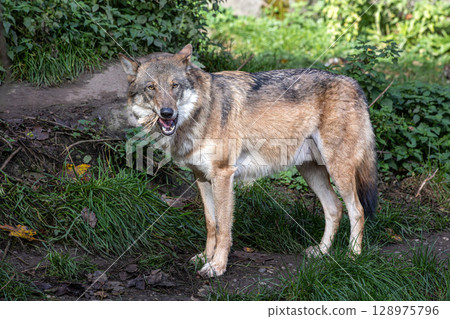 European Grey Wolf, Canis lupus in a german park 128975796