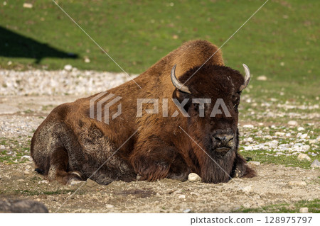 American buffalo known as bison, Bos bison in a german park 128975797