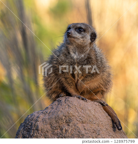 Meerkat, Suricata suricatta sitting on a stone and looking into the distance Meerkat, Suricata suricatta sitting on a stone and looking into the distance 128975799