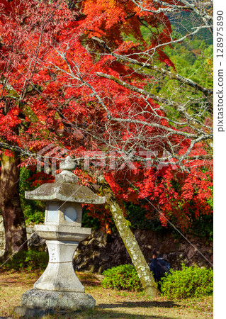 The approach to Hiyoshi Taisha Shrine enveloped in autumn leaves 128975890
