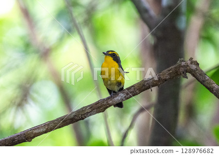 石垣島的黃喉科鶲的歌聲 128976682