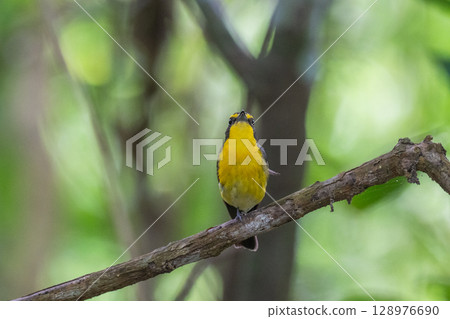 The song of the Narcissus flycatcher - on Ishigaki Island - The song of the Narcissus flycatcher - on Ishigaki Island - 128976690