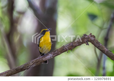 石垣島的黃喉科鶲的歌聲 石垣島的黃喉科鶲的歌聲 128976691