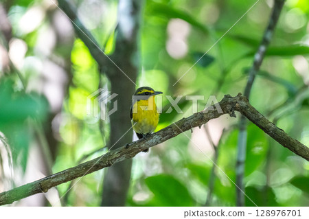 石垣島的黃喉科鶲的歌聲 石垣島的黃喉科鶲的歌聲 128976701