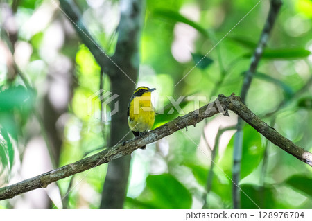 石垣島的黃喉科鶲的歌聲 石垣島的黃喉科鶲的歌聲 128976704