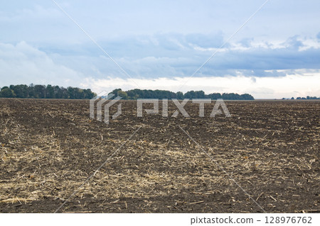 Harvested sunflower field under a moody sky, with dry stalks scattered across dark soil . Harvested sunflower field under a moody sky, with dry stalks scattered across dark soil . 128976762