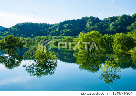 Submerged forest of Shirakawa lake 128976804