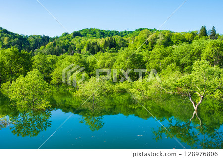 白川湖被淹沒的森林 128976806