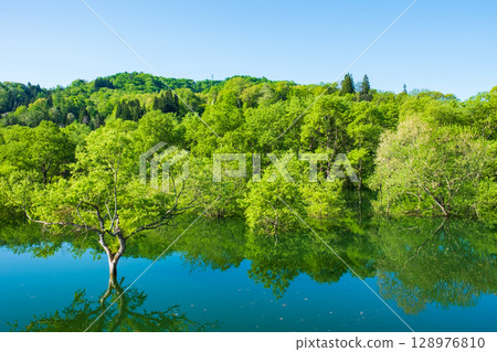 Submerged forest of Shirakawa lake 128976810
