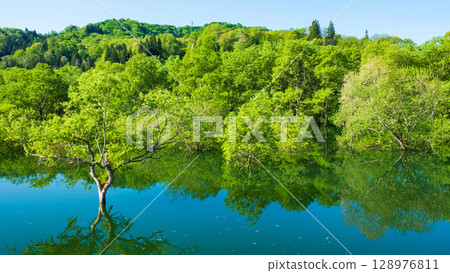 Submerged forest of Shirakawa lake 128976811