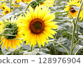 Sunflower in full bloom close-up surrounded by scenic field. 128976904
