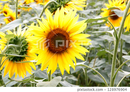 Sunflower in full bloom close-up surrounded by scenic field. Sunflower in full bloom close-up surrounded by scenic field. 128976904