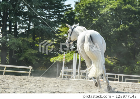 A white horse running comfortably through the riding ground 128977142